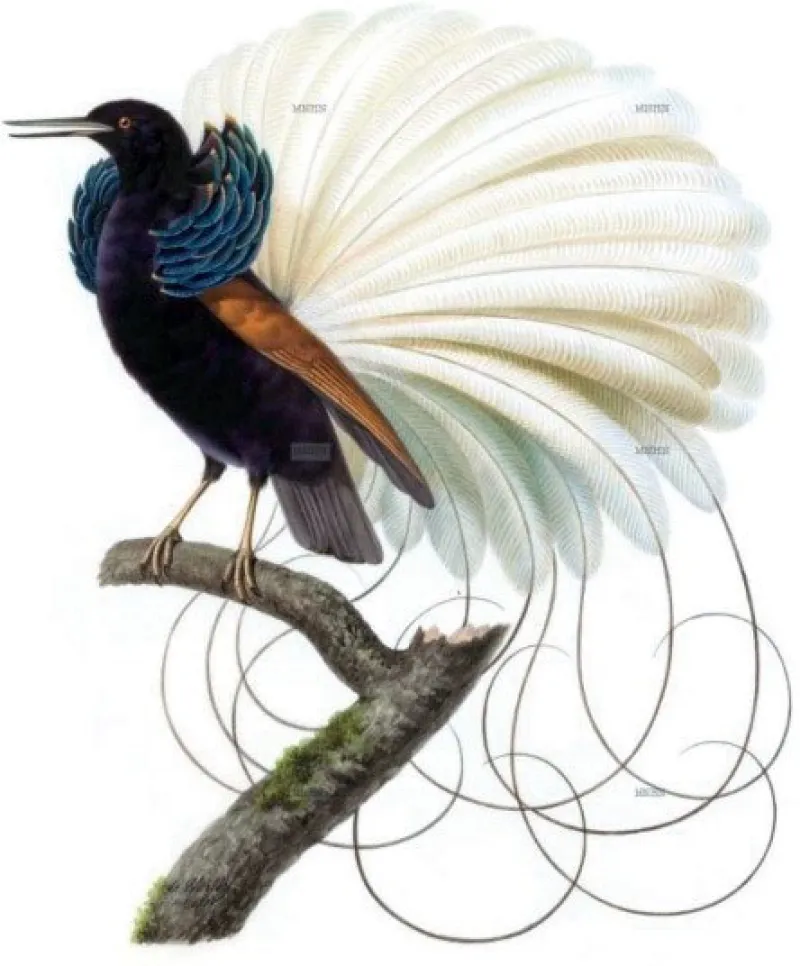 Oiseau du Manifeste Aux origines du genre