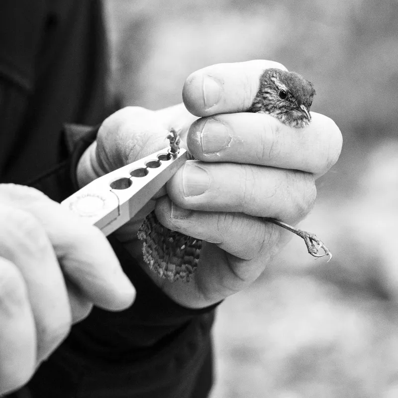 Un homme accroche une bague en métal sur la patte d'un petit oiseau à l'aide d'une pince.
