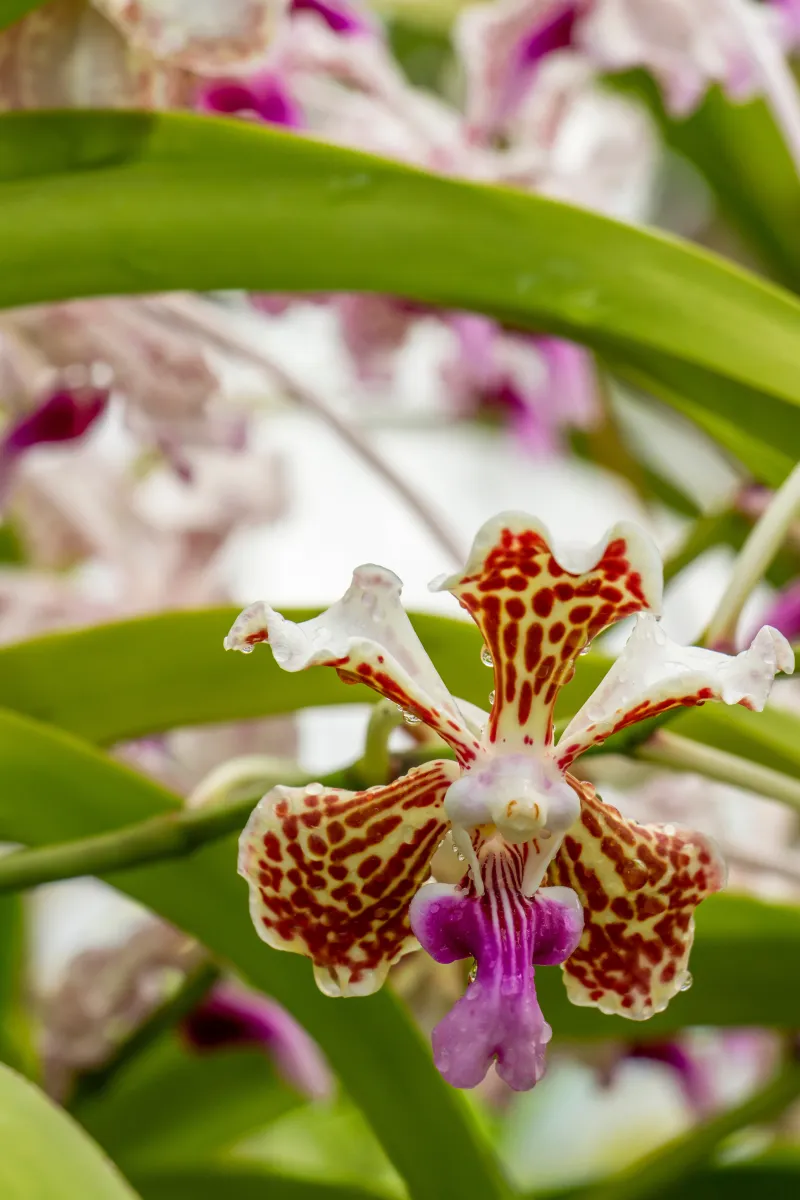 Photo d'une orchidée rosée