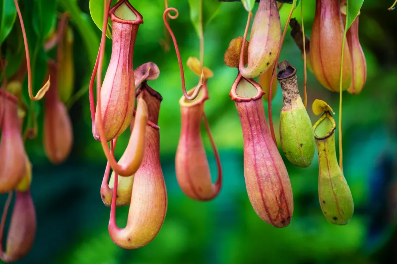 Plusieurs fleurs népenthès rosées