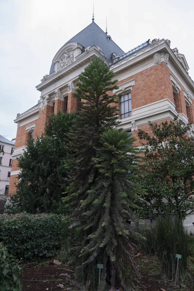 Pin de Wollemi. Une centaine d'exemplaires de ce Wollemia nobilis ont été découverts en 1994 en Australie, dans une vallée maintenue secrète pour sauvegarder l'espèce. C'est dans ce but que des jardins botaniques ont entrepris de le cultiver. Celui de Paris a été planté devant la Galerie d'Anatomie comparée et de Paléontologie en 2006.