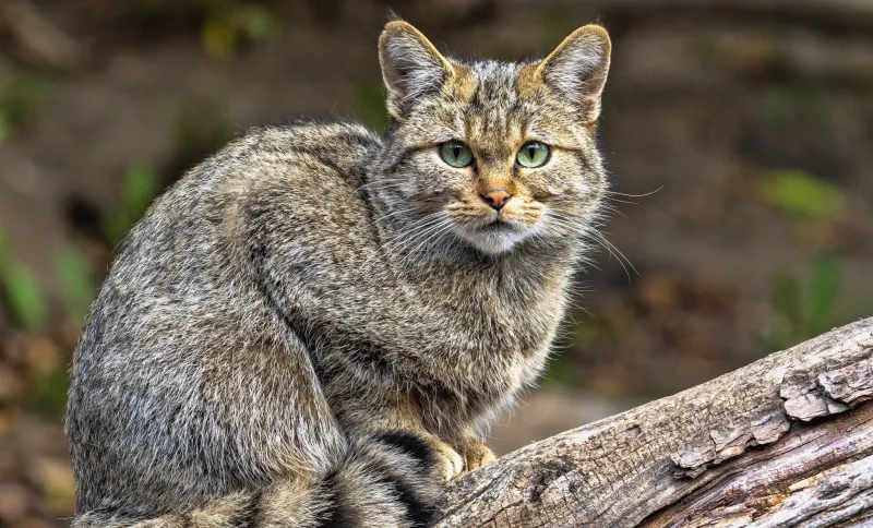 Chat forestier