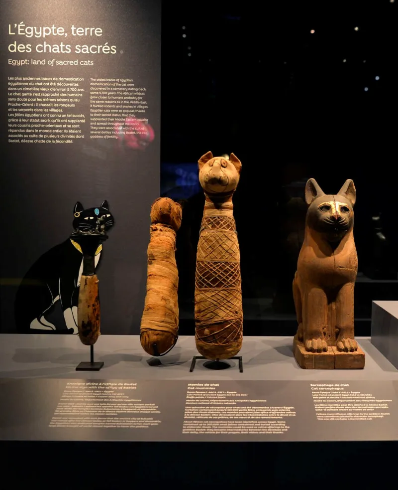 Momies égyptiennes de chats