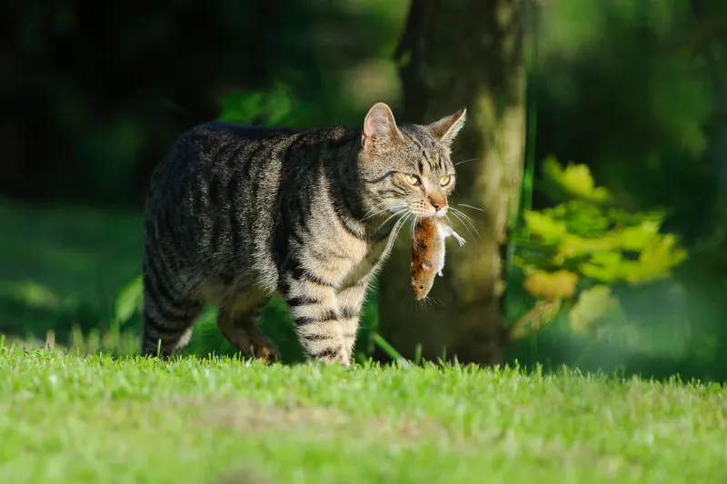 Chat domestique chassant un rongeur