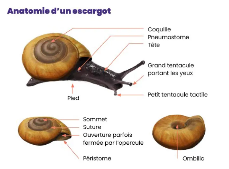 Anatomie d'un escargot