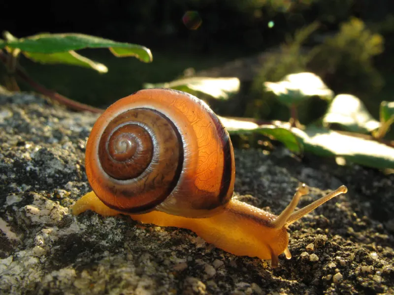 Un escargot des haies (Cepaea chambon)