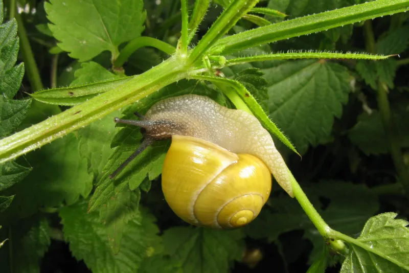 Escargot des jardins