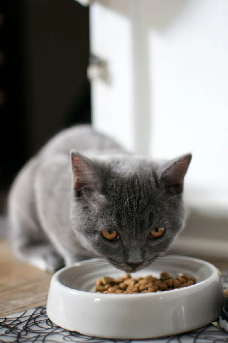 Chat
