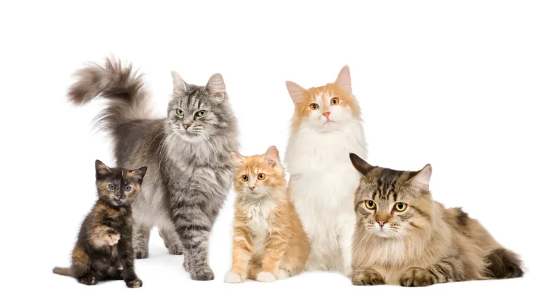 Chats