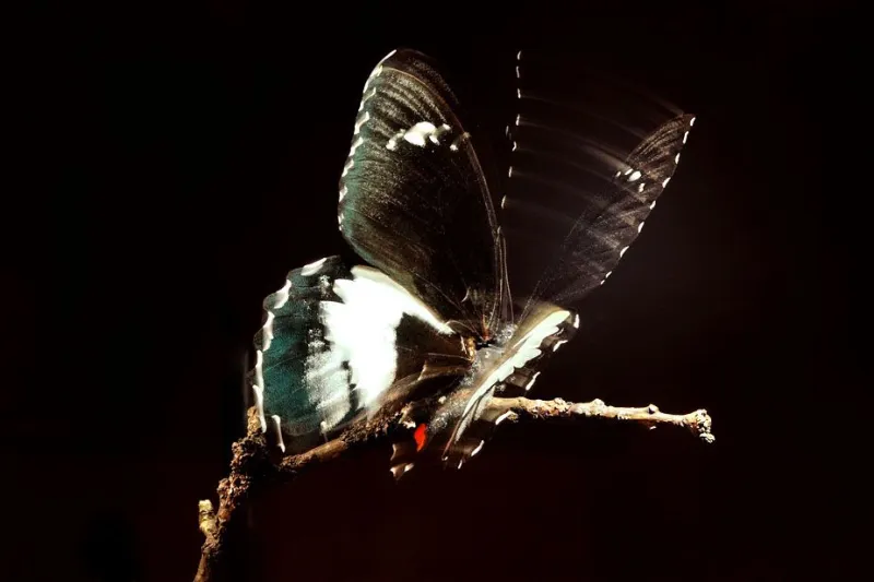 Butterfly de John Wood et Paul Harrison © MNHN - F.-G. Grandin