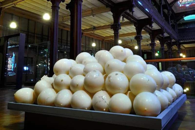 Les coquilles sont incluses de Linda Sanchez © MNHN - F.-G. Grandin