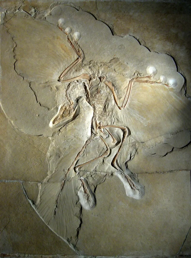 Fossile Archeopteryx