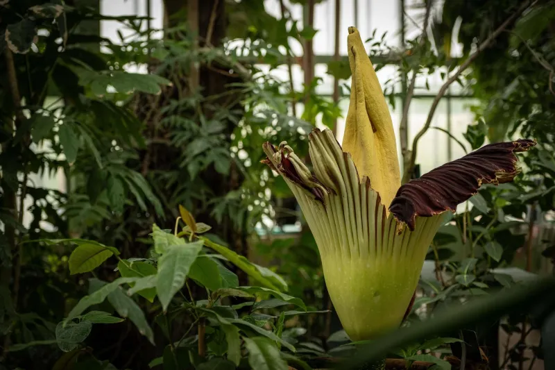 Arum titan Grandes Serres
