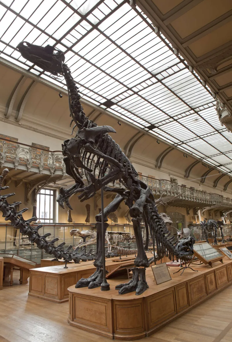 Iguanodon bernissartensis