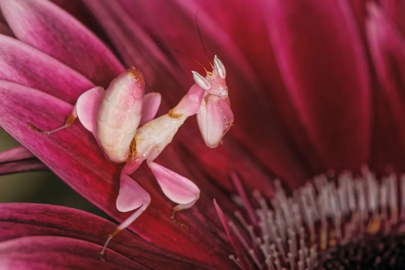 Mante orchidée (Hymenopus coronatus)