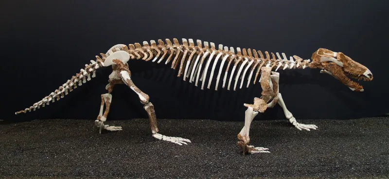 Squelette de Procynosuchus