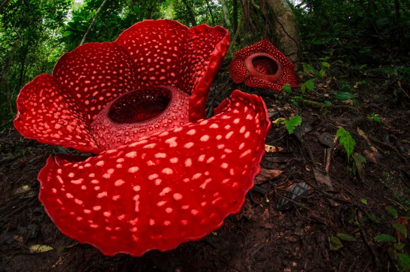 Rafflesia arnoldii