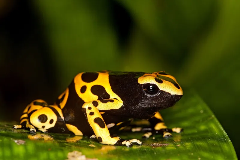 Dendrobate jaune et noir (Dendrobates leucomelas)