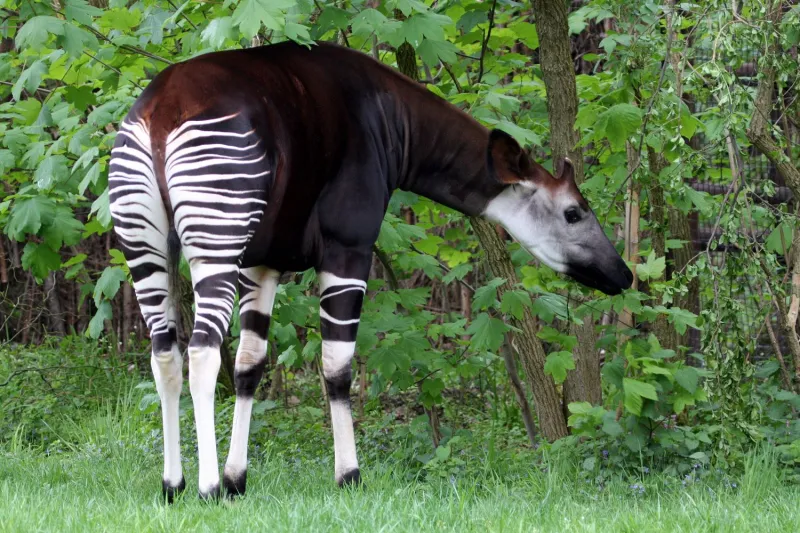 Okapi (Okapia johnstoni)