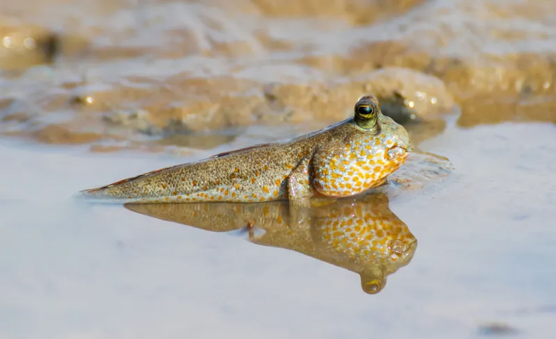 Périophtalme (Periophthalmus)