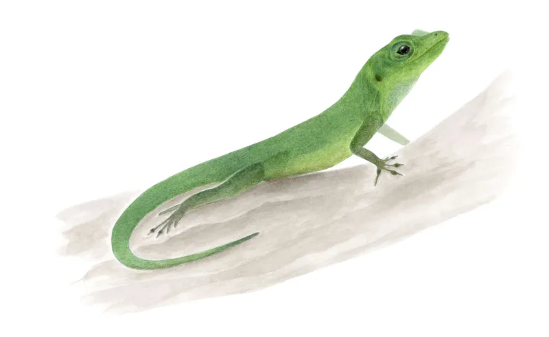 Anolis de Guadeloupe