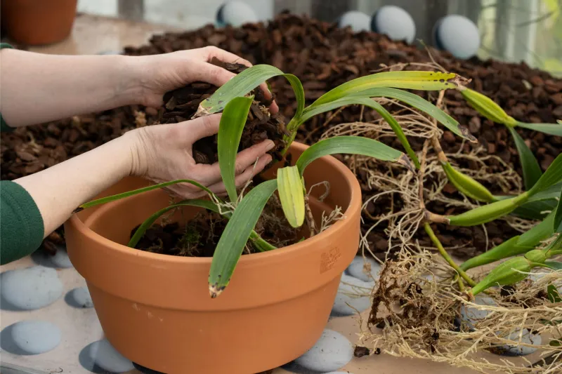 Sortie d'une orchidée de son substrat - rempotage