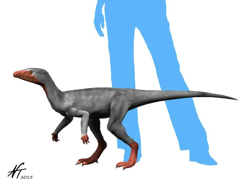 Dinosaure bipède mais possédant des bras assez longs. Mesure une quarantaine de centimètres de haut pour 1 mètre de long.