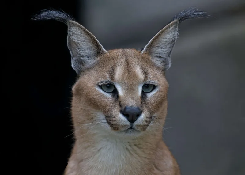Caracal 
