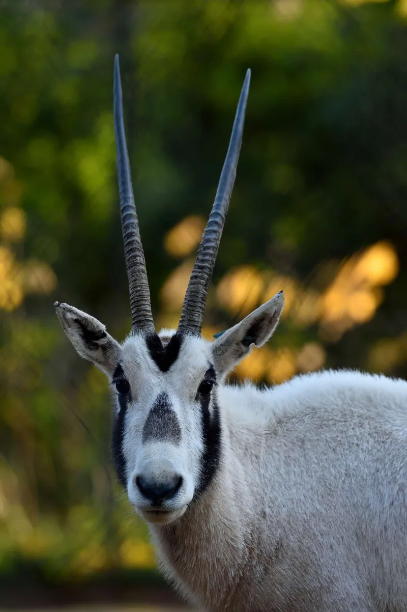 Oryx d'Arabie