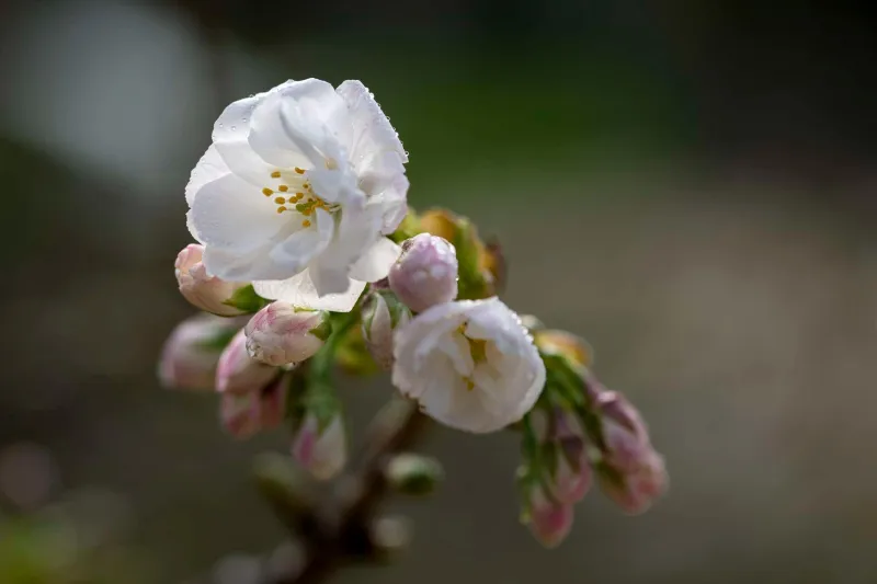 Fleur de cerisier du Japon