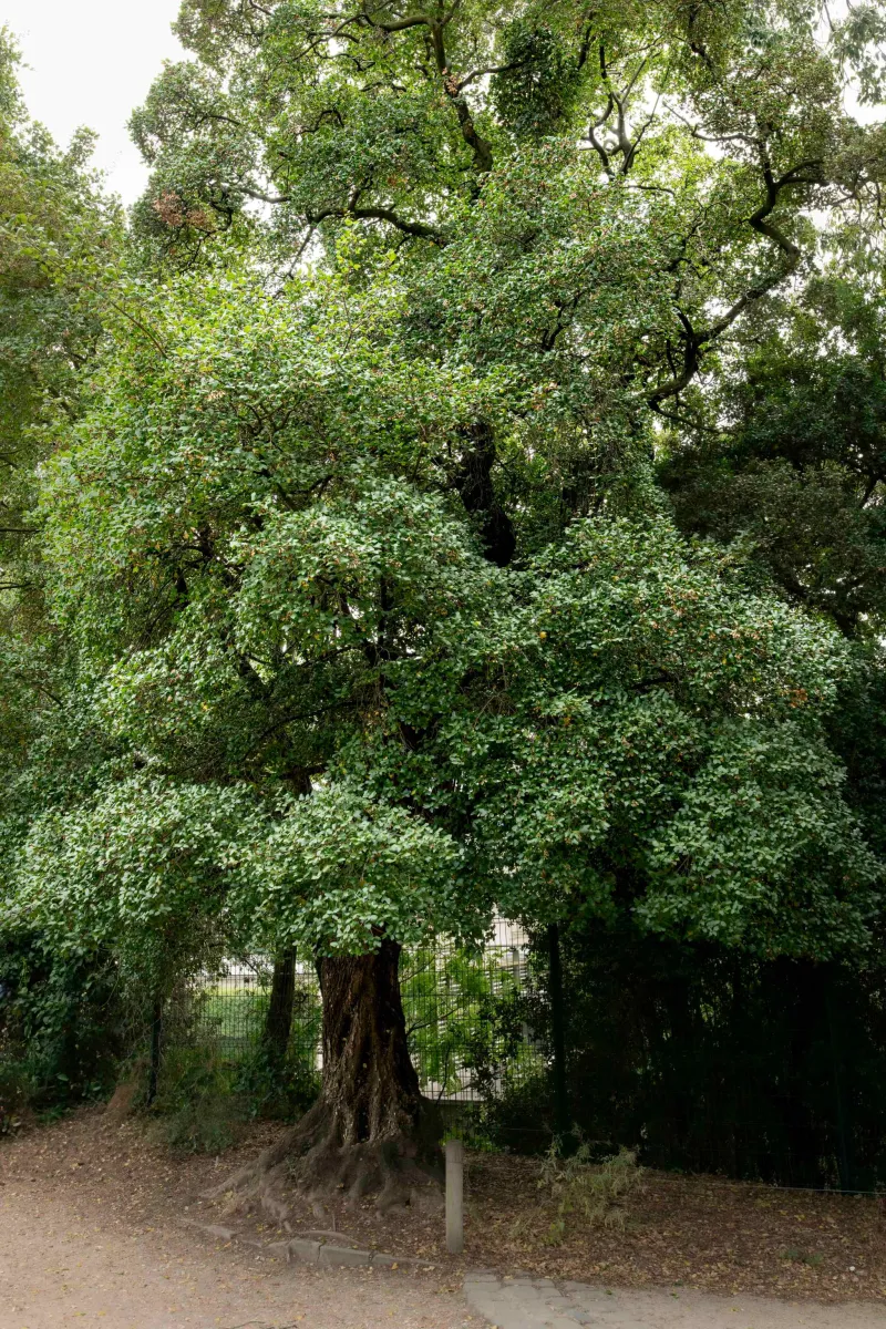 Erable de Crête / de Tournefort (Acer sempervirens)