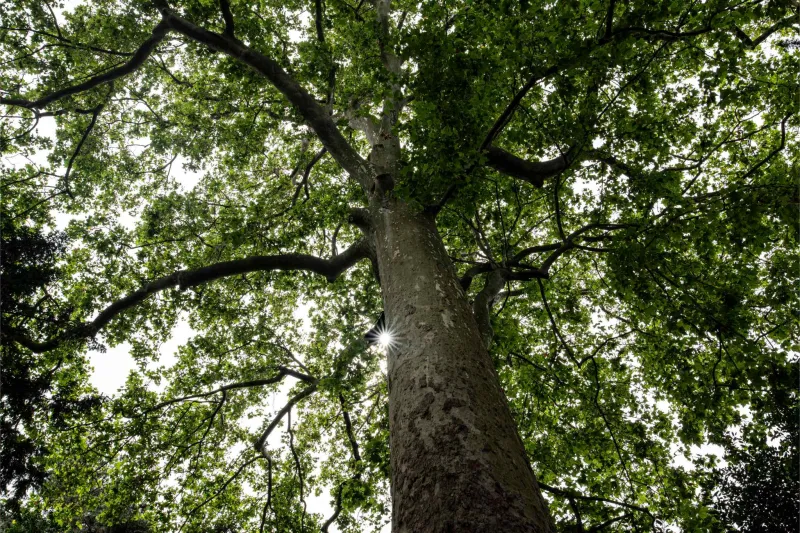 Platanus x hispanica (platane à feuilles d'érable)