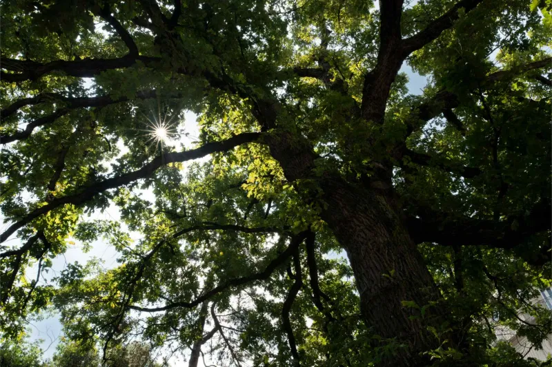 La chêne à gros gland (Quercus macrocarpa)