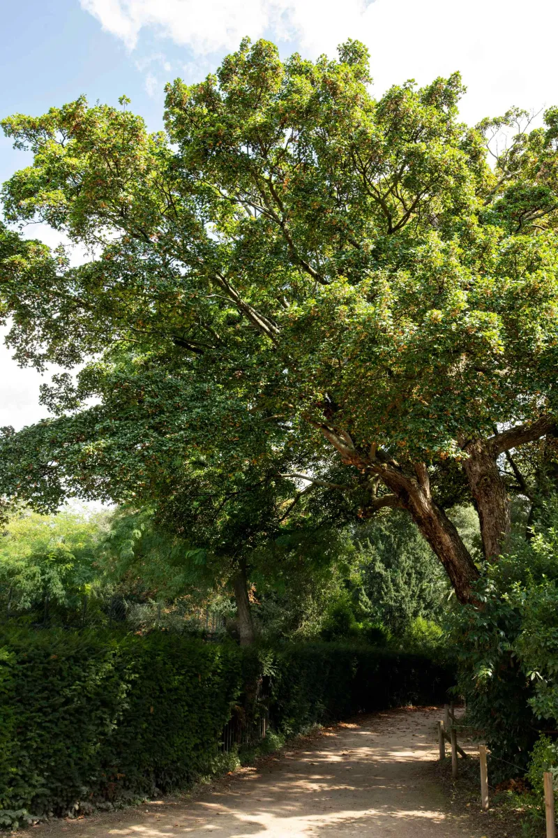 L'érable de Montpellier (Acer monspessulanum)