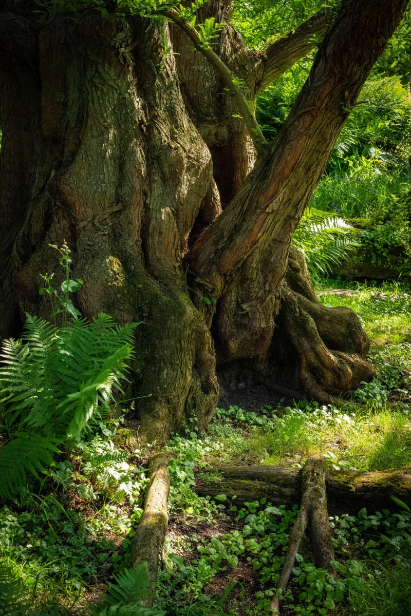 métaséquoia du Sichuan (Metasequoia glyptostroboides)