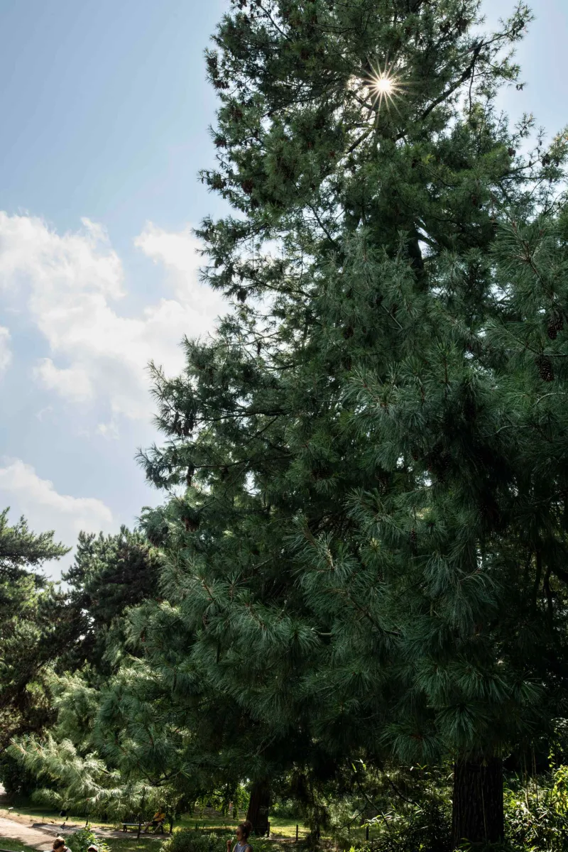 Pin pleureur de l'Himalaya (Pinus wallichina)
