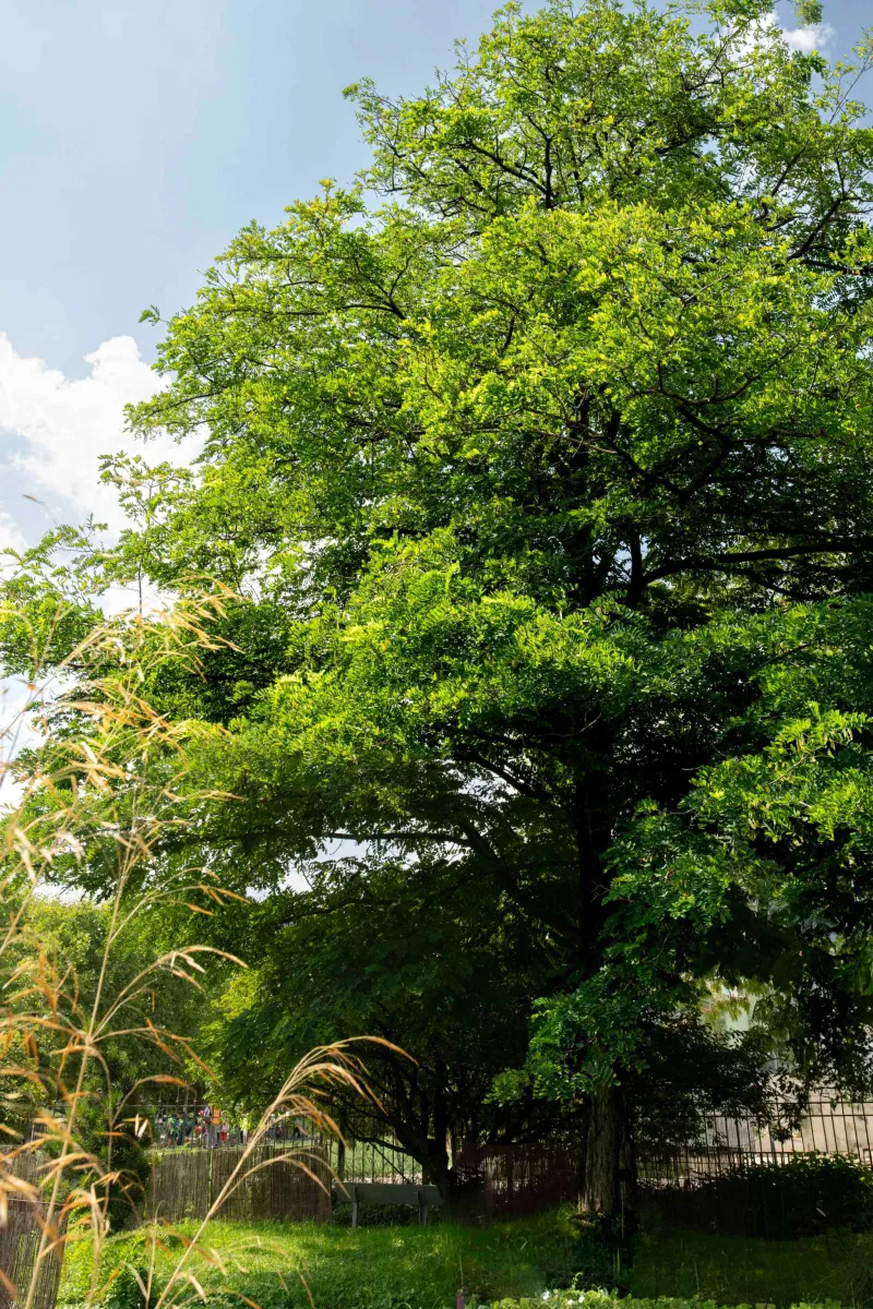 Robinier de Robin (Robinia pseudoacacia)