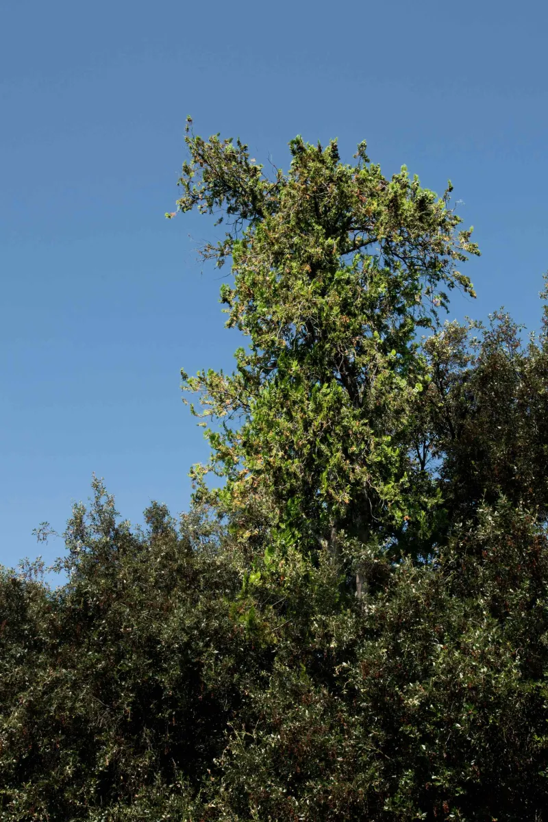 Thuya d'Orient (Platycladus orientalis)