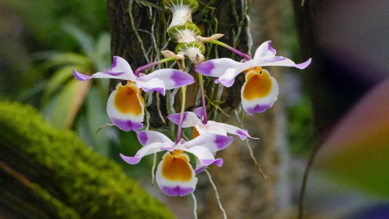 Orchidées