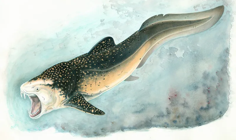 Poisson possédant une mâchoire qui semble munie de grandes dents, qui font en fait partie du squelette du crâne. Son crâne paraît très robuste car il est très ossifié.