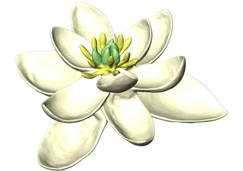Fleur blanche aux pétales multiples.