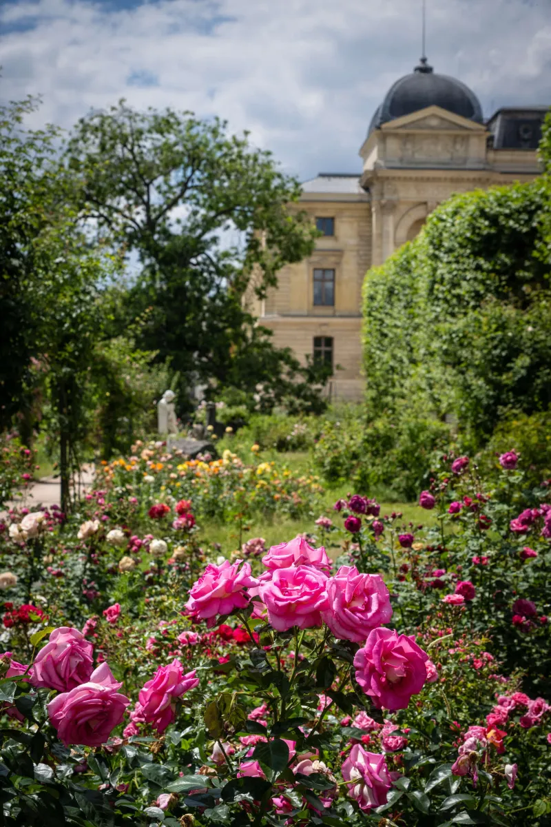 La roseraie - Jardin des plantes