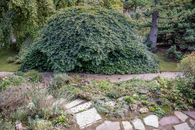 Photo d'un Fau de Verzy dans le jardin alpin