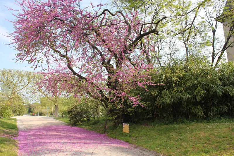 Photo d'un arbre de Judée