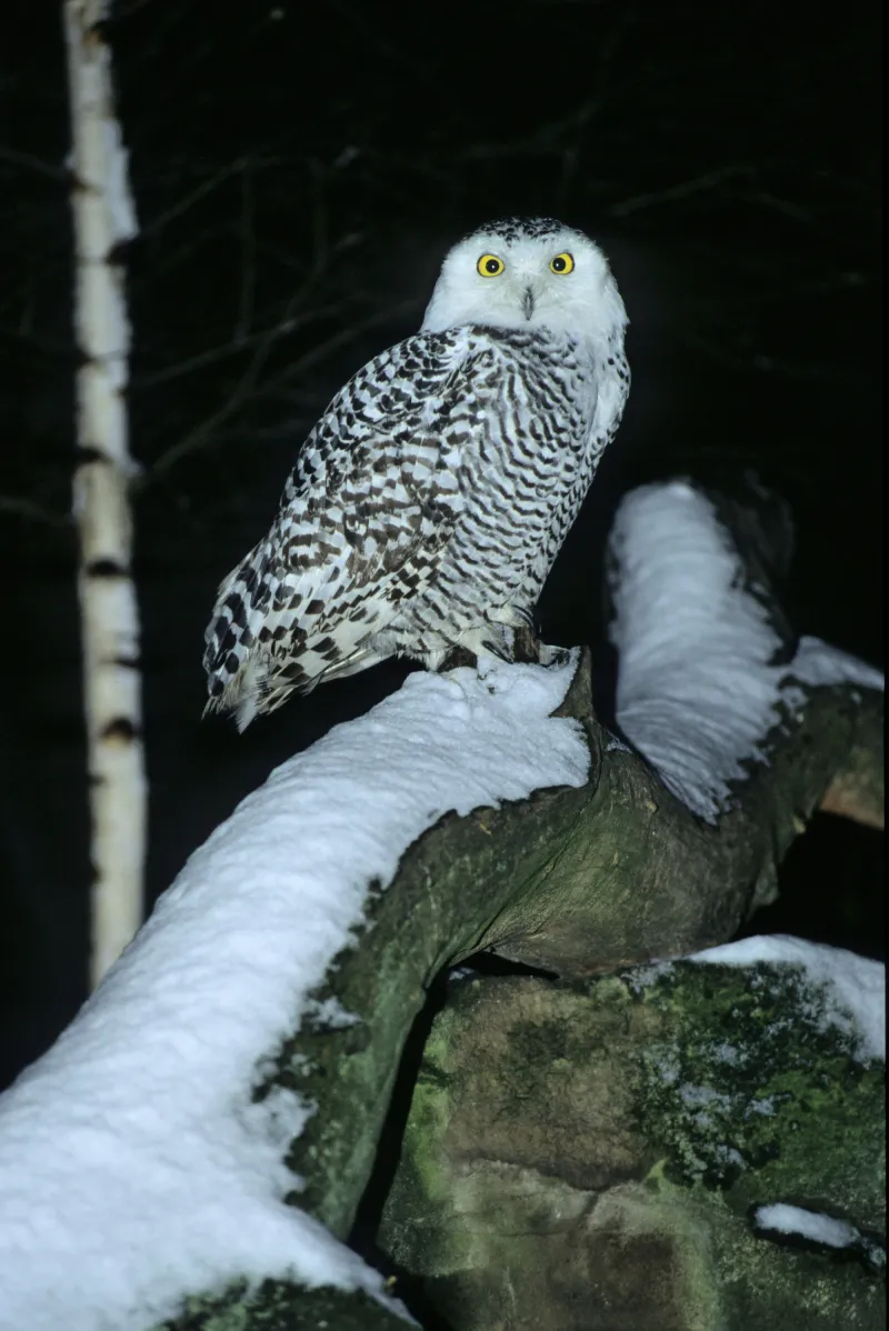 Photo d'une chouette harfang de nuit