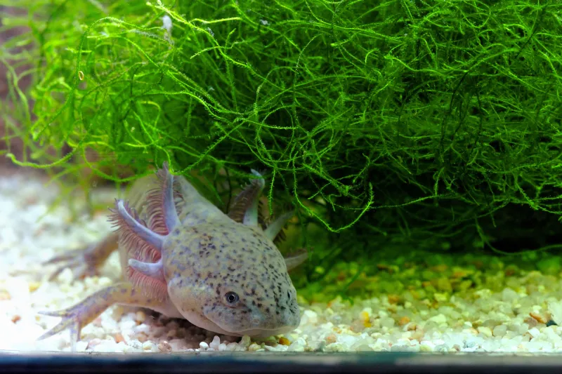 Photo d'un axolotl dans son bassin