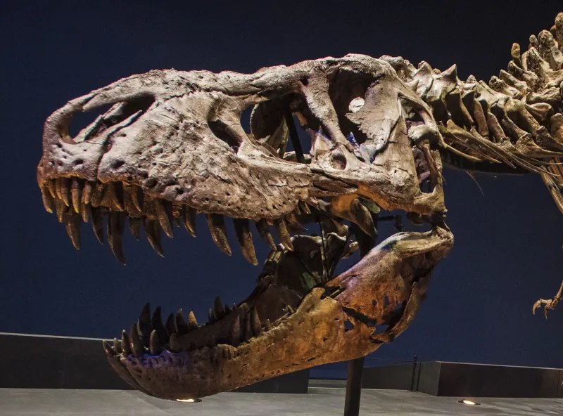 Tyrannosaurus rex