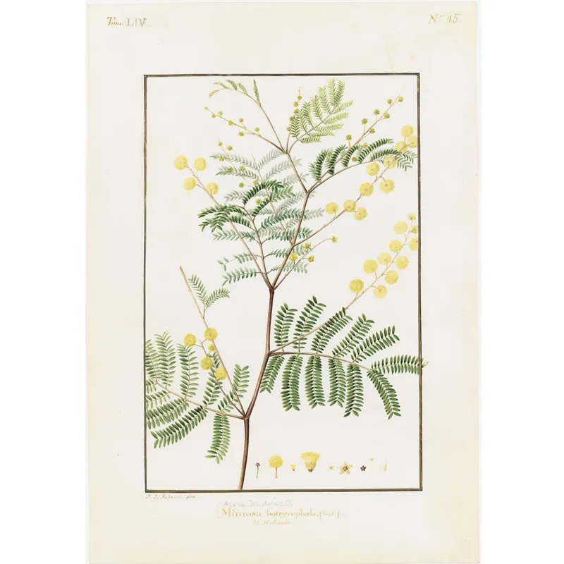 Pierre-Joseph Redouté - Acacia terminalis