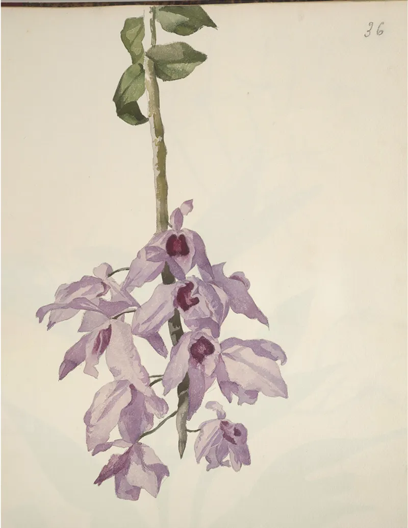 Cécile Delessert, Dendrobium anosmum