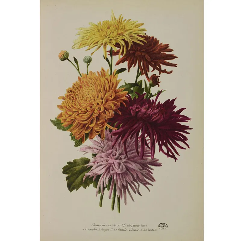 Chrysanthemum - grandiflorum